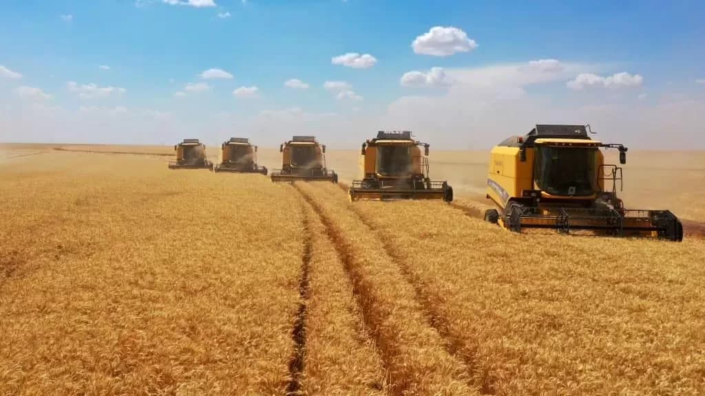 Edirne'de hasat döneminin ilk buğdayı kilogramı 16 lira 50 kuruştan işlem gördü