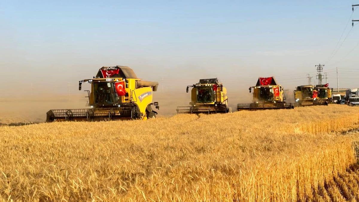 Ceylanpınar Tarım İşletmesi'nde Buğday Hasadı Başladı, Rekolte Artışı Bekleniyor